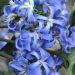 Clematis 'New Love' (Powojnik')